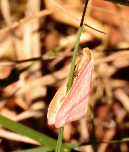 Rhodometra sacraria